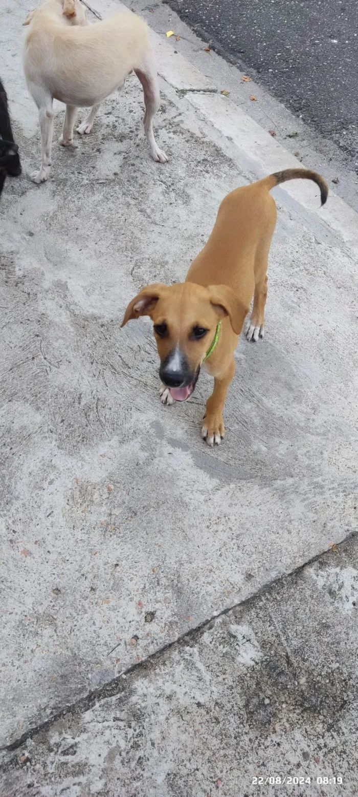 Cachorro ra a SRD-ViraLata idade 2 a 6 meses nome Sem nome