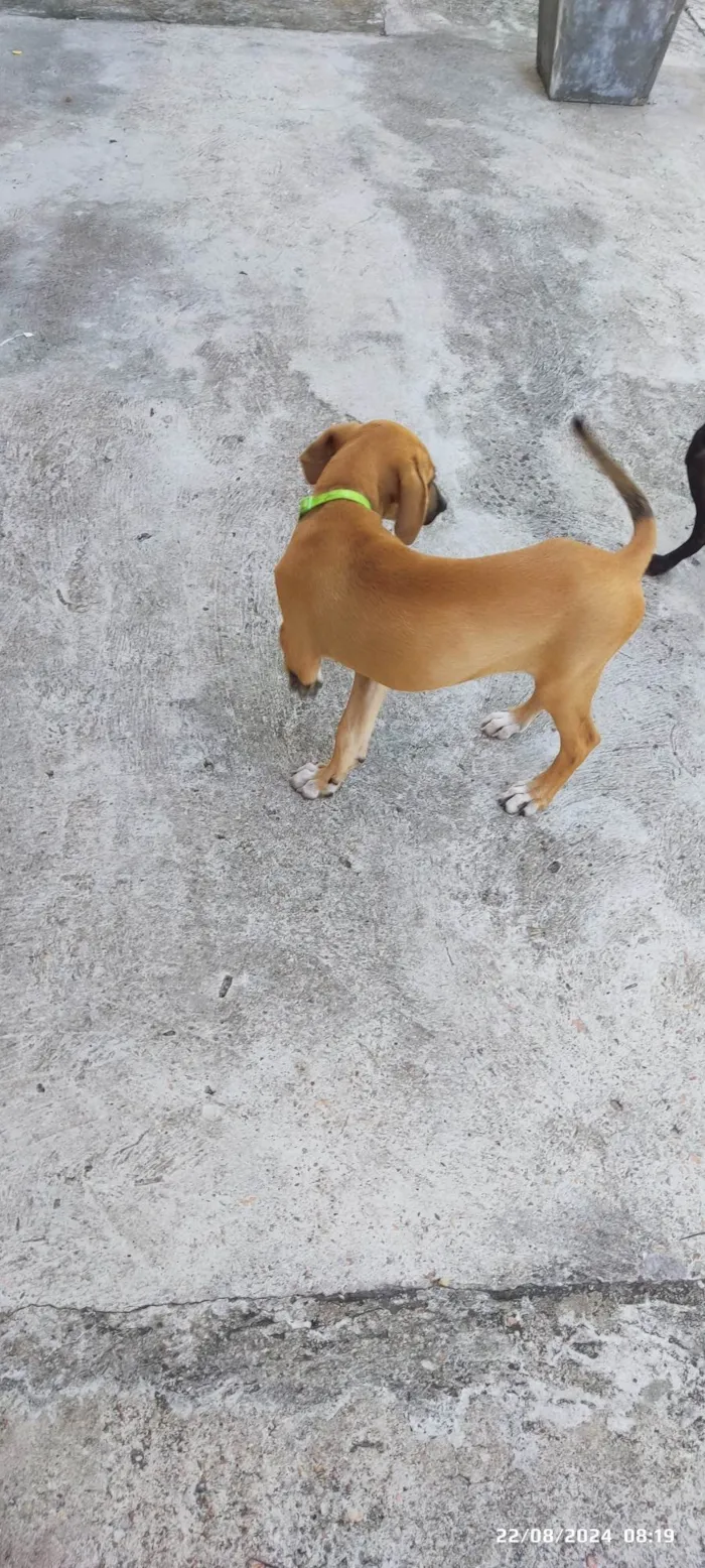 Cachorro ra a SRD-ViraLata idade 2 a 6 meses nome Sem nome