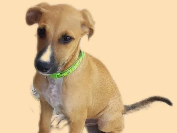 Cachorro ra a SRD-ViraLata idade 2 a 6 meses nome Sem nome