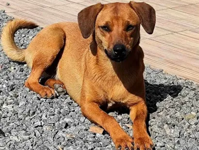 Cachorro raça SRD-ViraLata idade 7 a 11 meses nome Kiara