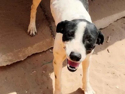 Cachorro raça SRD-ViraLata idade 1 ano nome Totó 