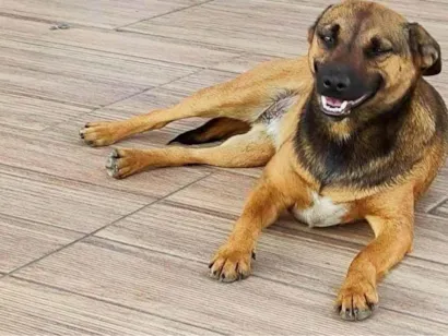 Cachorro raça SRD-ViraLata idade 7 a 11 meses nome Pituca