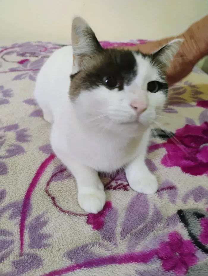 Gato ra a Siamês idade 2 anos nome Belinha