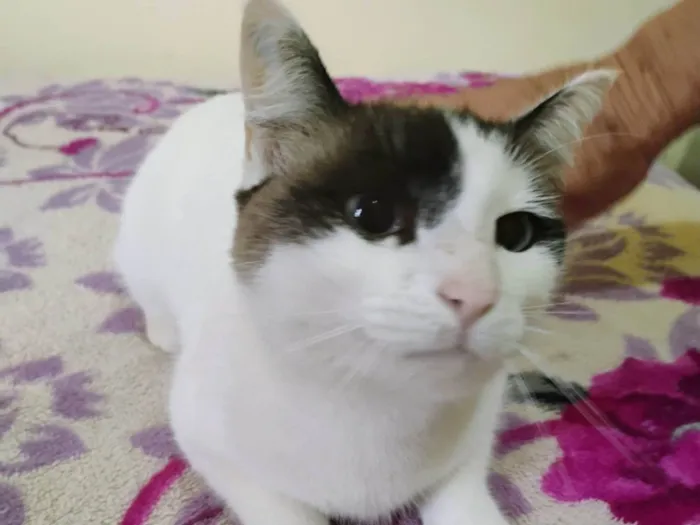 Gato ra a Siamês idade 2 anos nome Belinha