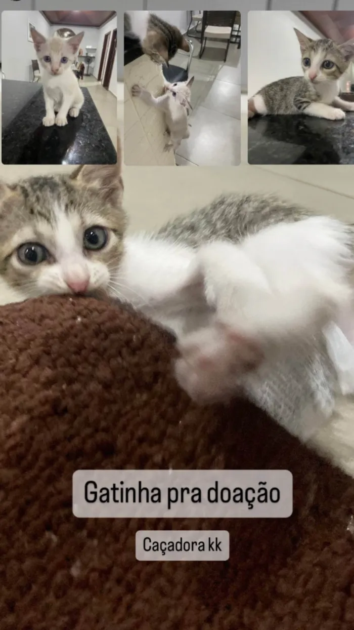 Gato ra a SRD-ViraLata idade Abaixo de 2 meses nome Sady e Maricota