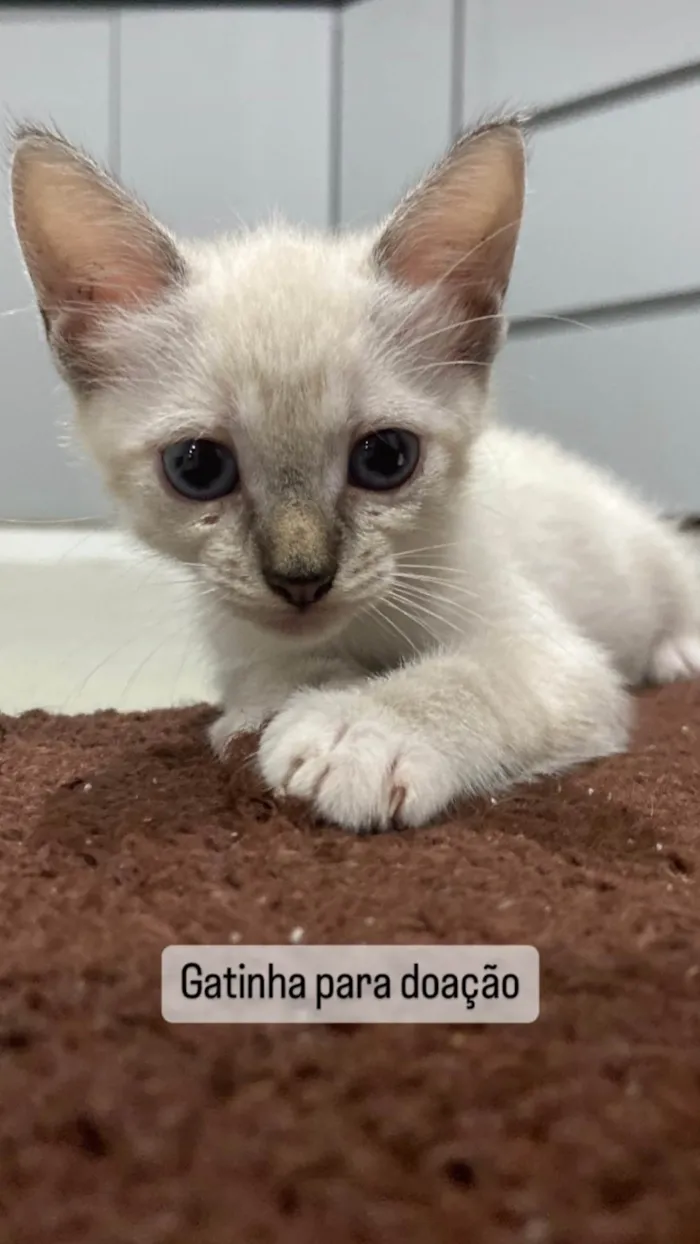 Gato ra a SRD-ViraLata idade Abaixo de 2 meses nome Sady e Maricota