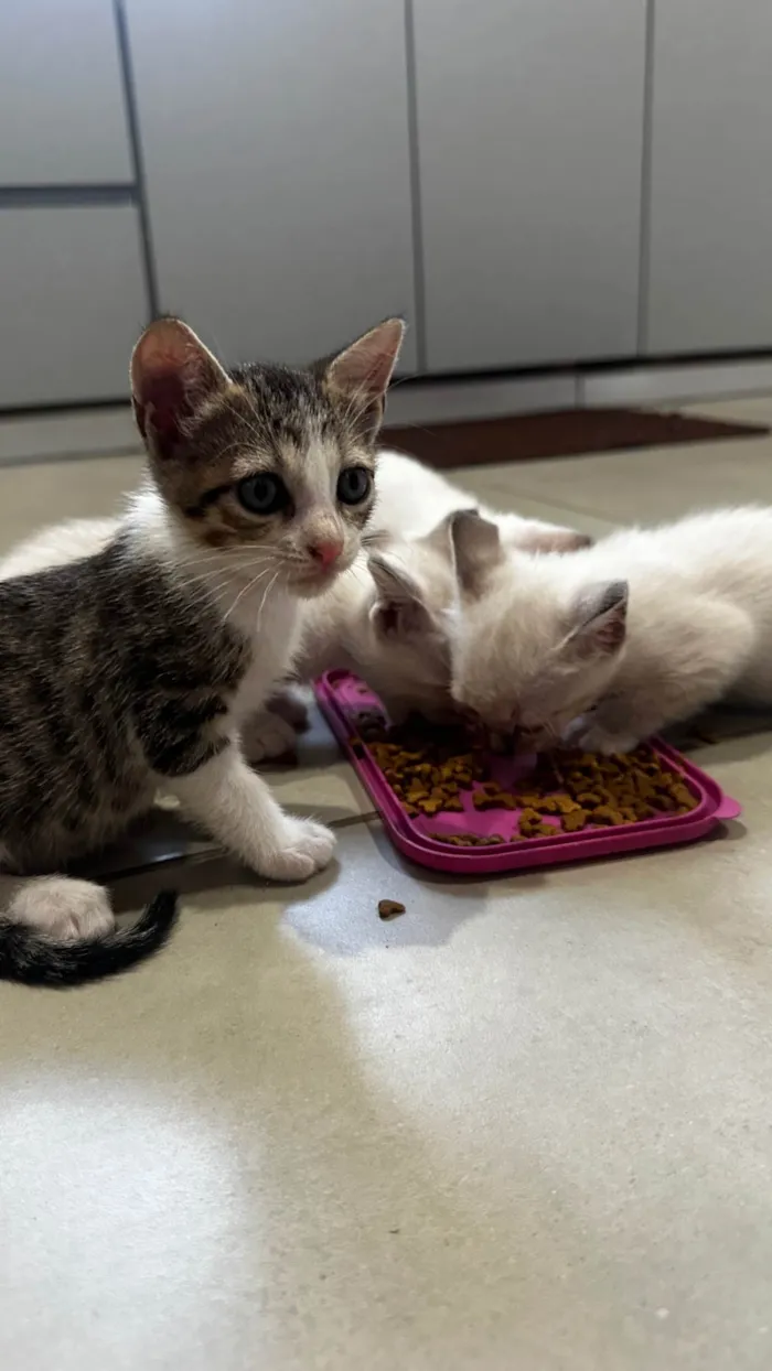 Gato ra a SRD-ViraLata idade Abaixo de 2 meses nome Sady e Maricota