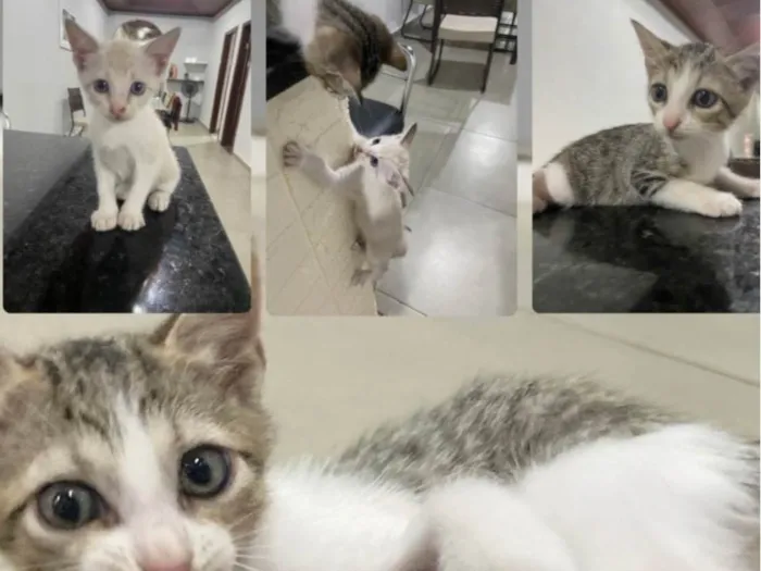 Gato ra a SRD-ViraLata idade Abaixo de 2 meses nome Sady e Maricota