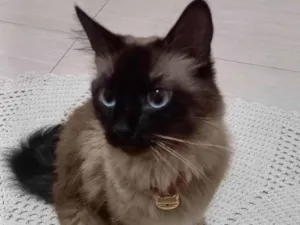 Gato raça Siamês idade 3 anos nome Safir