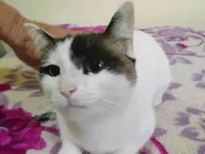 Gato raça Siamês idade 2 anos nome Belinha