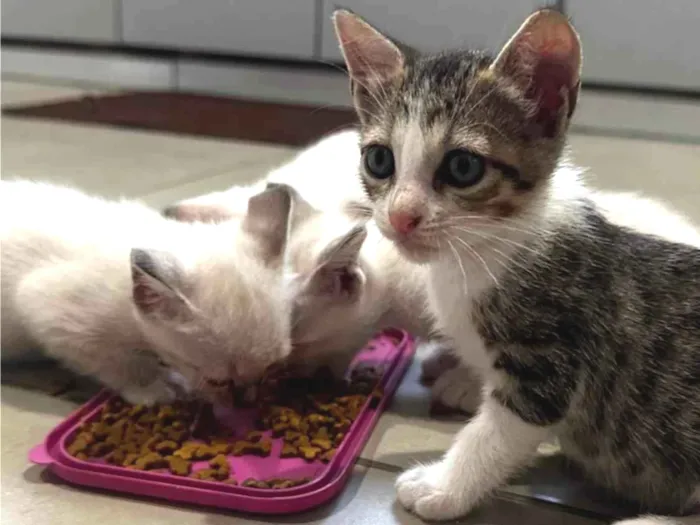 Gato ra a SRD-ViraLata idade Abaixo de 2 meses nome Sady e Maricota