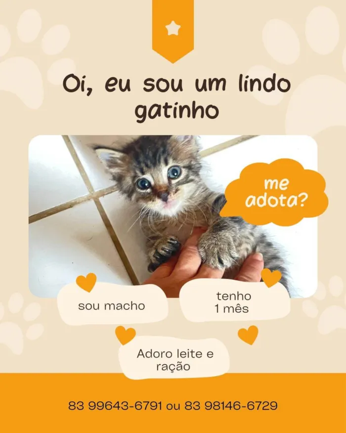 Gato ra a SRD-ViraLata idade Abaixo de 2 meses nome Ainda não tem nome