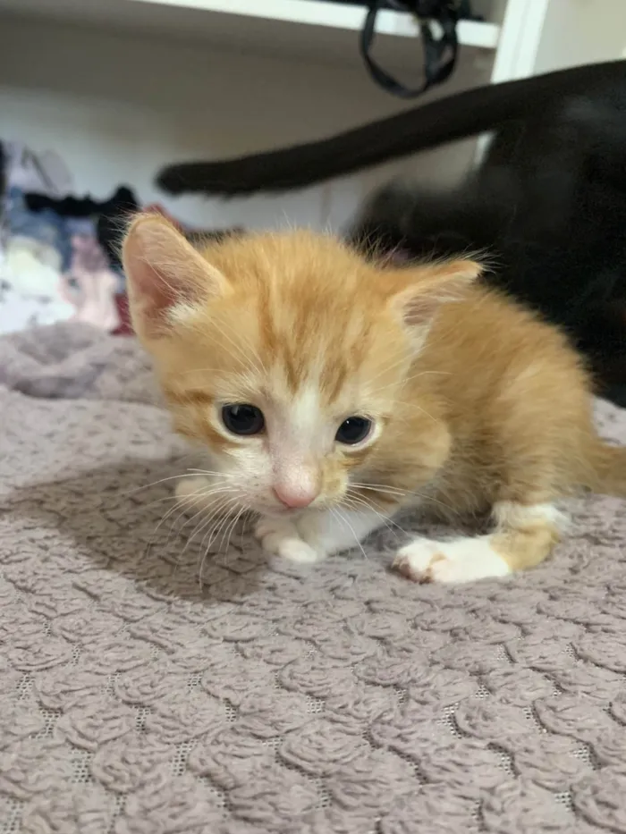 Gato ra a SRD-ViraLata idade Abaixo de 2 meses nome Poli 