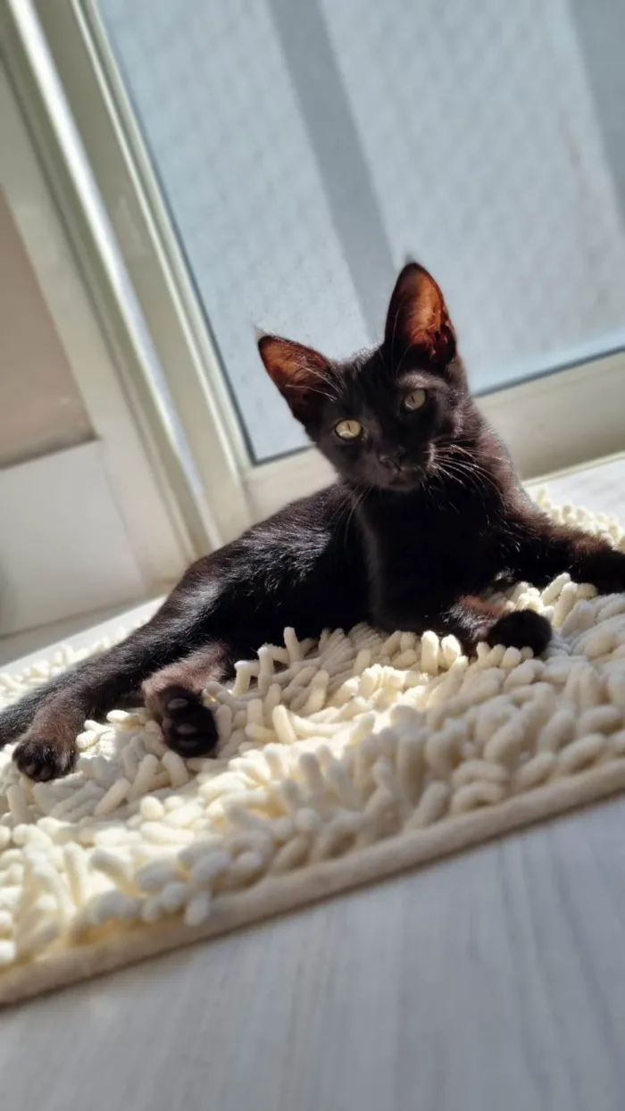 Gato ra a SRD-ViraLata idade 2 a 6 meses nome WANDINHA