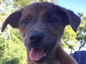 Cachorro raça SRD-ViraLata idade 2 a 6 meses nome Bafinho