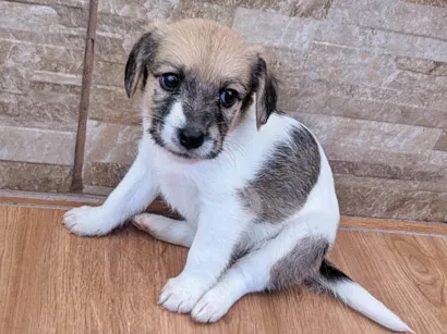 Cachorro raça SRD-ViraLata idade 2 a 6 meses nome Ainda sem nome