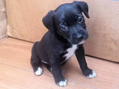 Cachorro raça SRD-ViraLata idade 2 a 6 meses nome Ainda sem nome