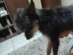 Cachorro raça SRD-ViraLata idade 2 a 6 meses nome Suspiro