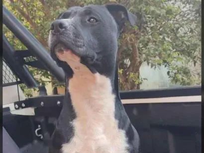 Cachorro raça Pit-Bull idade 3 anos nome TAM rock