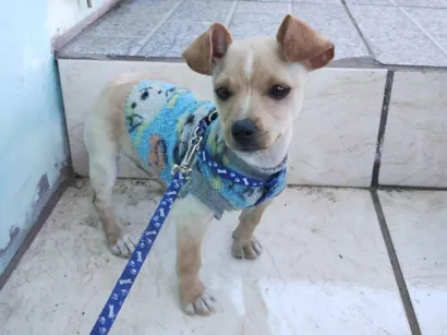 Cachorro raça SRD-ViraLata idade 2 a 6 meses nome Bola de Neve