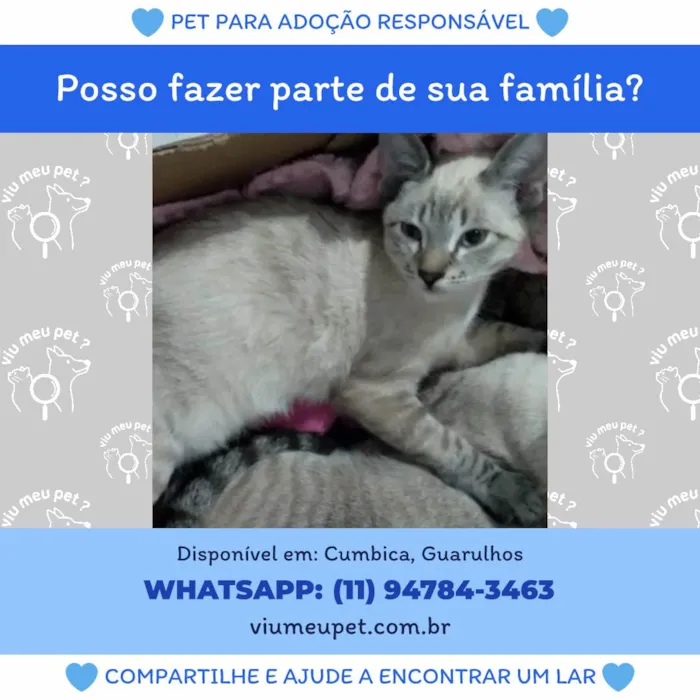 Gato ra a SRD-ViraLata idade 7 a 11 meses nome Bife