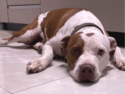 Cachorro raça Pit-Bull idade 5 anos nome Toby