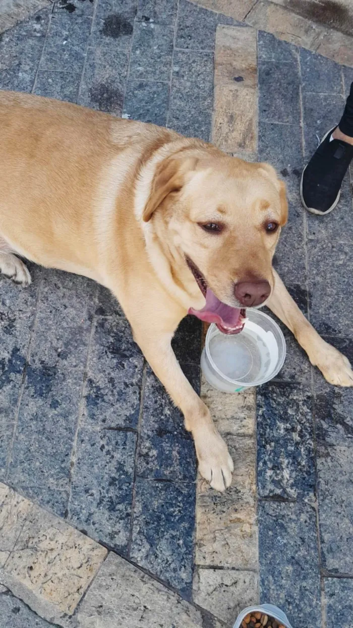 Cachorro ra a Labrador idade 1 ano nome Labrador encontrado