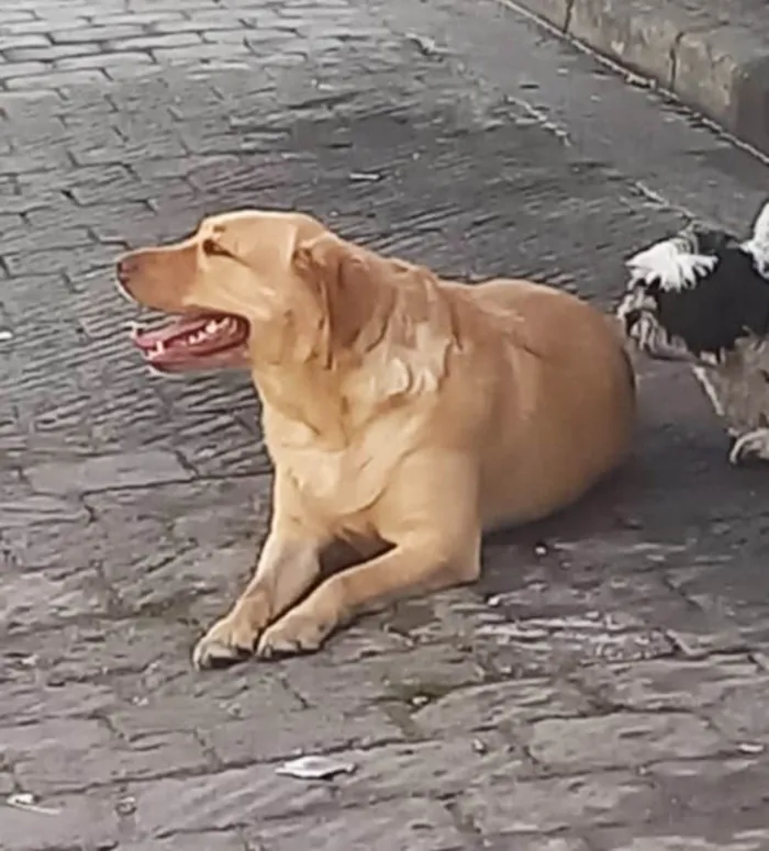 Cachorro ra a Labrador idade 1 ano nome Labrador encontrado