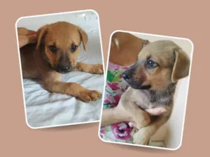 Cachorro raça SRD-ViraLata idade Abaixo de 2 meses nome Nome a definir