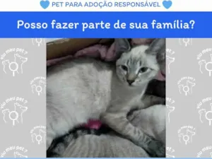 Gato raça SRD-ViraLata idade 7 a 11 meses nome Bife