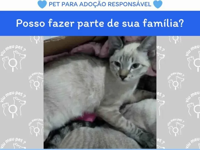 Gato ra a SRD-ViraLata idade 7 a 11 meses nome Bife