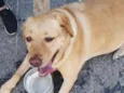 Labrador encontrado