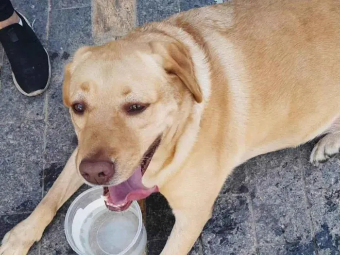 Cachorro ra a Labrador idade 1 ano nome Labrador encontrado