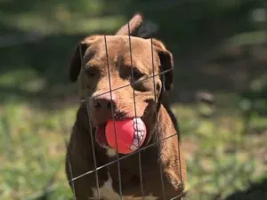 Cachorro raça Pit-Bull idade 2 anos nome Chicão