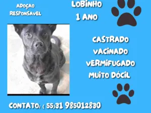 Cachorro raça SRD-ViraLata idade 1 ano nome LOBINHO