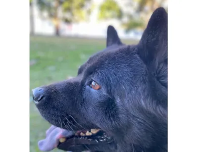 Cachorro raça Chow Chow idade 3 anos nome Bolinha