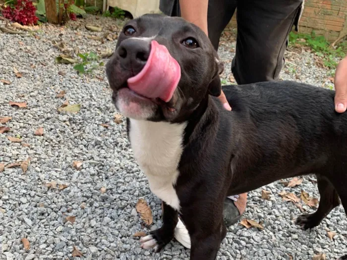 Cachorro ra a SRD-ViraLata idade 2 a 6 meses nome Nao temos