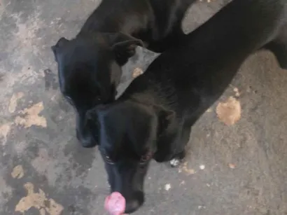 Cachorro raça SRD-ViraLata idade 7 a 11 meses nome Spike,Belinha 