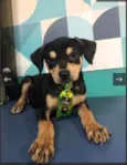 Zeca bb 6meses porte Pequeno