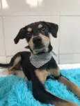 Zeca bb 6meses porte Pequeno