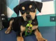 Zeca bb 6meses porte Pequeno