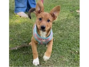 Cachorro raça SRD-ViraLata idade 7 a 11 meses nome Cacau