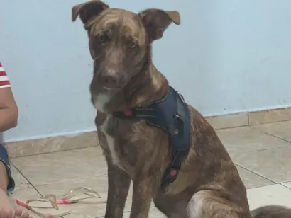 Cachorro raça SRD-ViraLata idade 1 ano nome Paçoca 