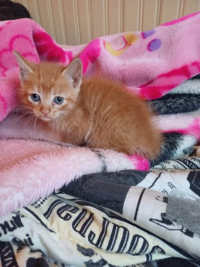 Gato ra a SRD-ViraLata idade Abaixo de 2 meses nome Femeas laranjas rarissimas