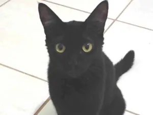 Gato raça SRD-ViraLata idade 2 anos nome Pretinha