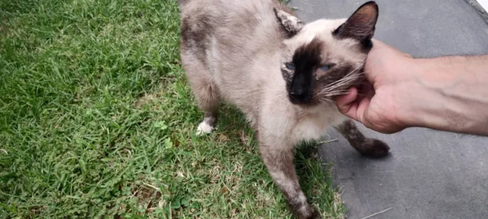 Gato ra a Siamês idade 2 anos nome Branquinha