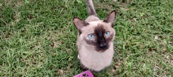 Gato ra a Siamês idade 2 anos nome Branquinha