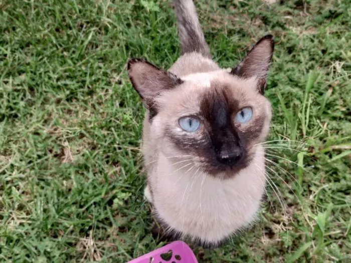 Gato ra a Siamês idade 2 anos nome Branquinha