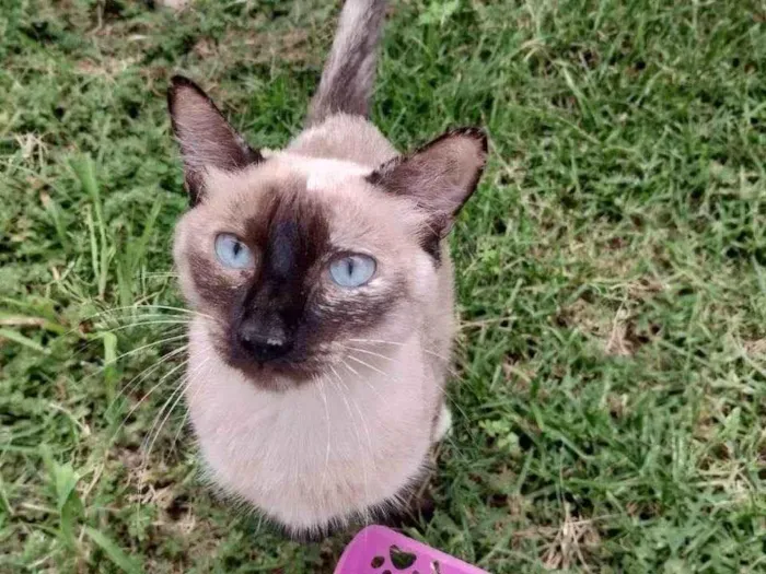 Gato ra a Siamês idade 2 anos nome Branquinha