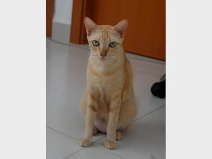 Gato ra a SRD-ViraLata idade 3 anos nome Sol